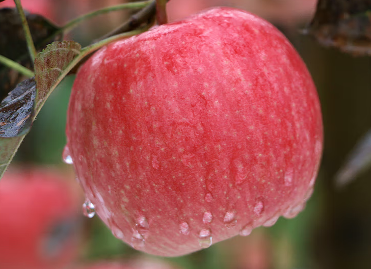 吃苹果真的能减肥吗 盘点苹果的5大减肥方法