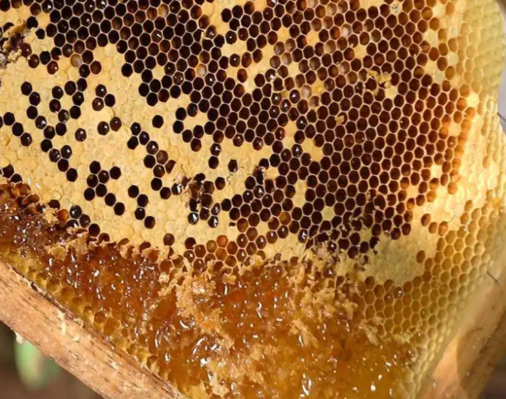 蜂蜜能减肥吗 喝蜂蜜会胖吗