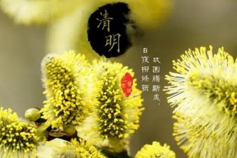 清明节为什么要扫墓 清明节扫墓做些什么