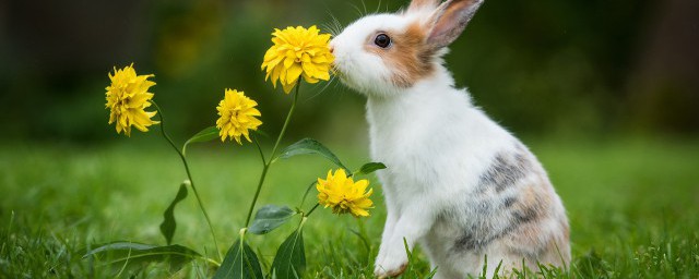 两只公兔子能一起养吗 两只公兔子能一起养吗视频