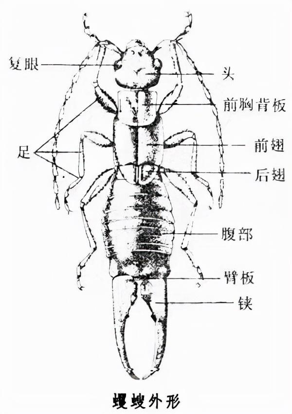 如何消灭卫生间的蠼螋（卫生间蠼螋是从哪来的）(图3)