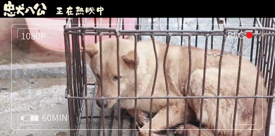 《忠犬八公》全新特辑曝光 狗狗主演竟是流浪狗(图2)