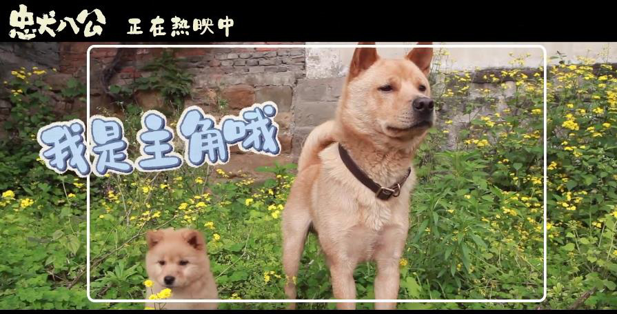 《忠犬八公》全新特辑曝光 狗狗主演竟是流浪狗(图4)