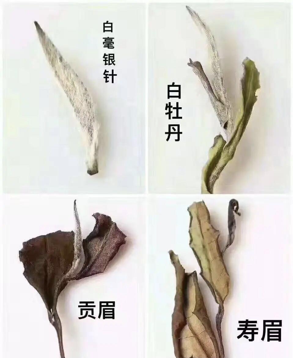 白毫银针、白牡丹、贡眉、寿眉（白茶有哪些品种名称）(图2)