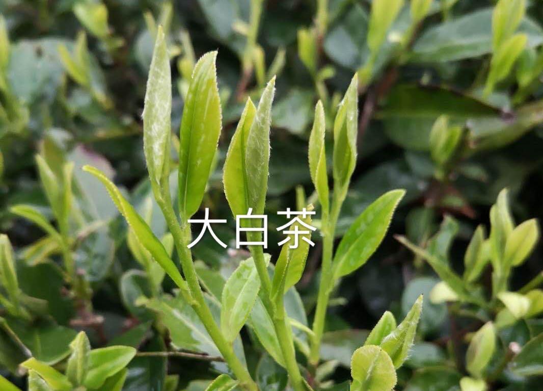 白毫银针、白牡丹、贡眉、寿眉（白茶有哪些品种名称）(图4)