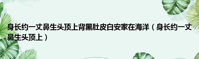 身长约一丈鼻生头顶上背黑肚皮白安家在海洋（身长约一丈鼻生头顶上）