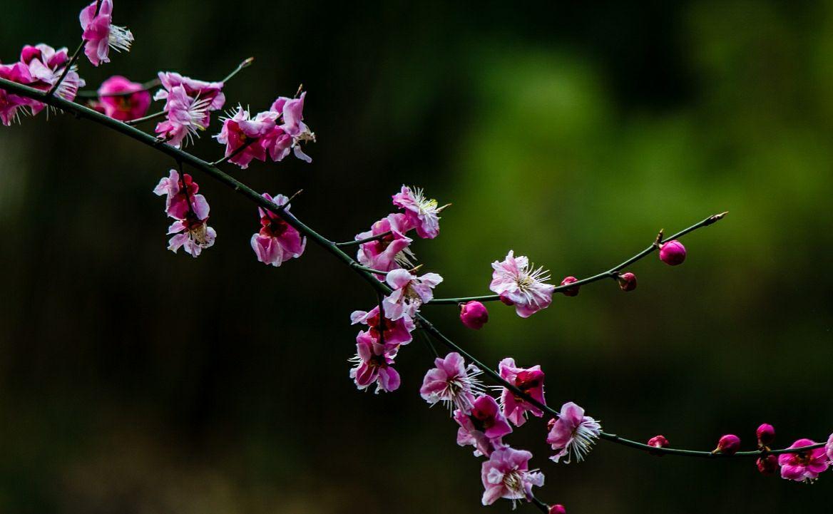 适合露天四季盆栽植物 室外（一年四季都适合室外养的植物）