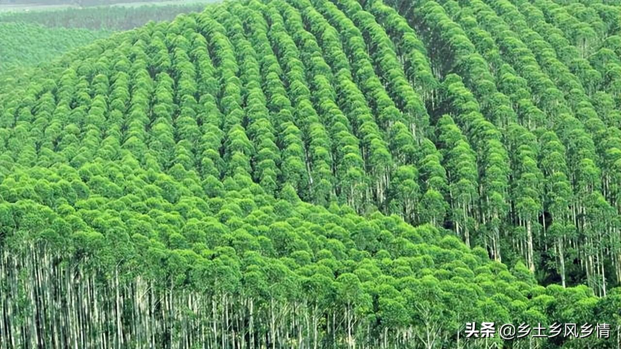 桉树要用什么肥料才长快（桉树用什么肥料最合适）