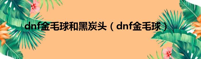 dnf金毛球和黑炭头（dnf金毛球）