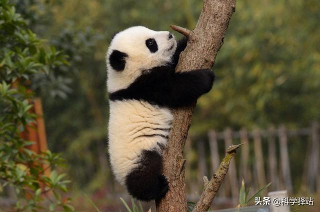 蚩尤的坐骑是熊猫吗 百度贴吧（当年蚩尤坐骑真的是熊猫）(图4)