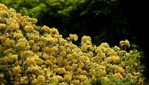 木香花期多久（木香花花期有多长时间）(图4)