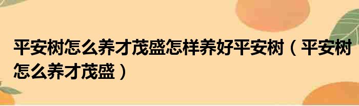 平安树怎么养才茂盛怎样养好平安树（平安树怎么养才茂盛）