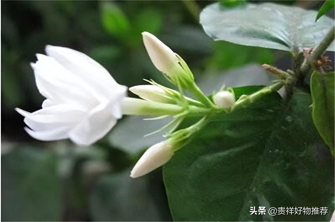 夏季开放的花都有什么-（夏天有什么花开放名字和颜色）(图3)