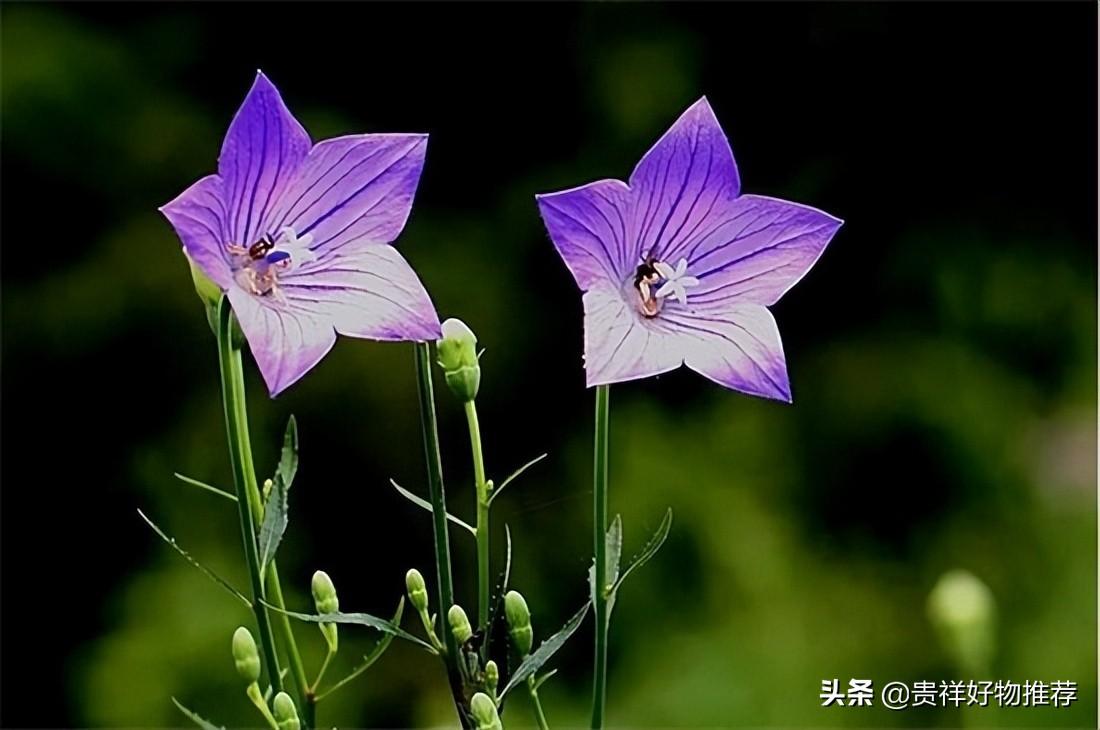 夏季开放的花都有什么-（夏天有什么花开放名字和颜色）(图10)