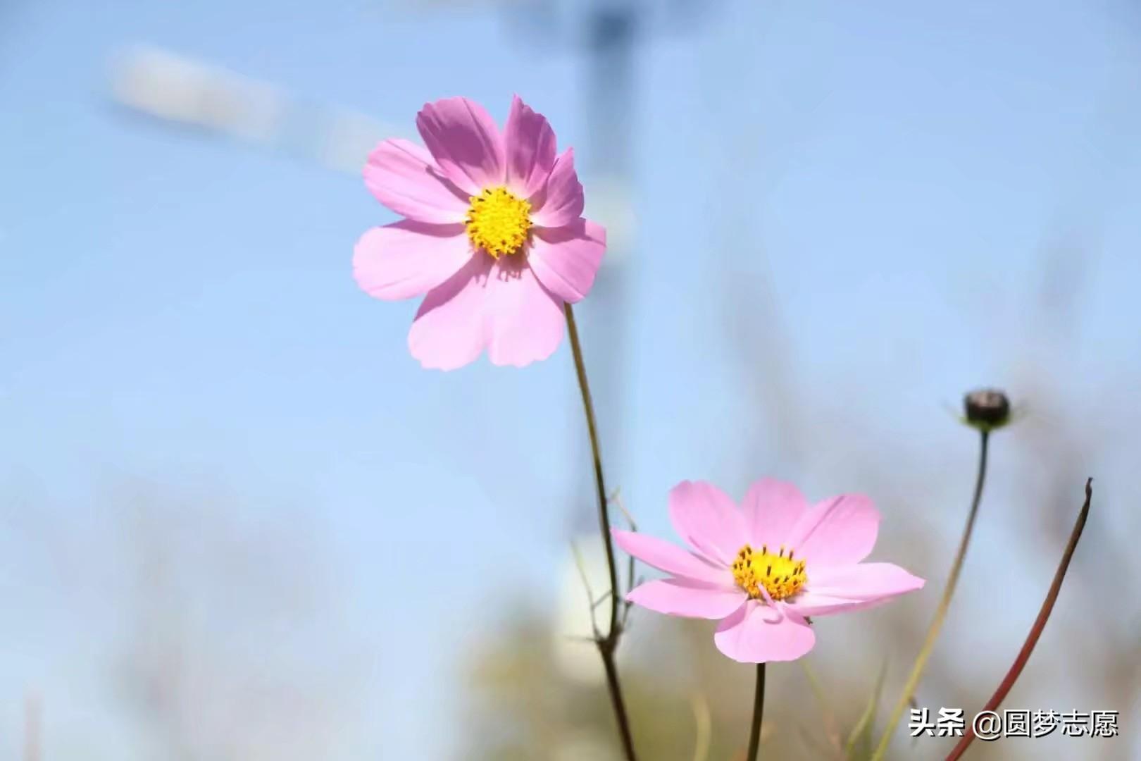 北语指什么大学（北语是哪个大学的简称）(图4)