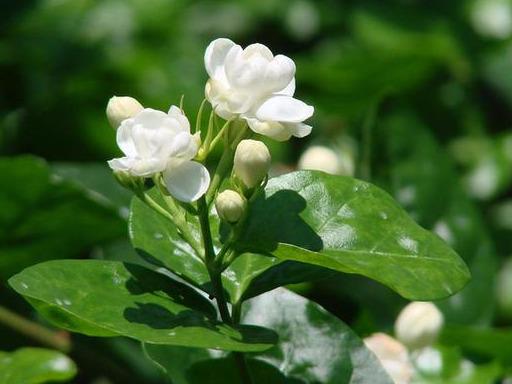 春天到了,茉莉花该怎么养-（茉莉花长什么样子及特点图片）(图8)