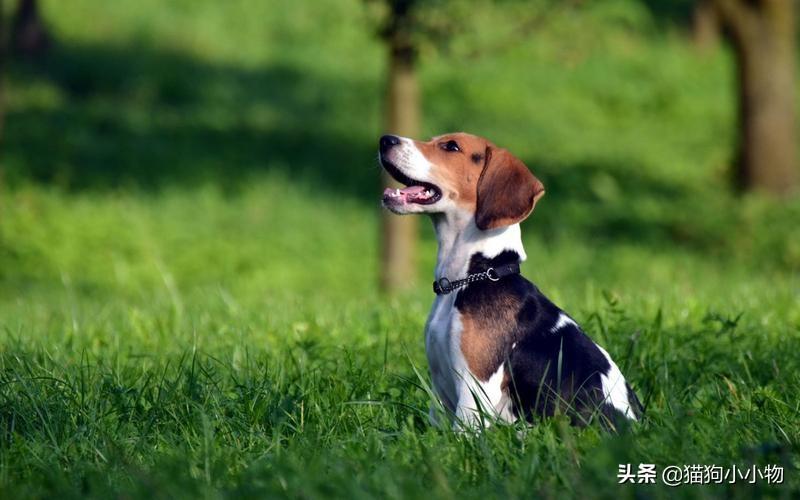 比格犬优缺点有哪些（比格犬优点和缺点分析）(图4)