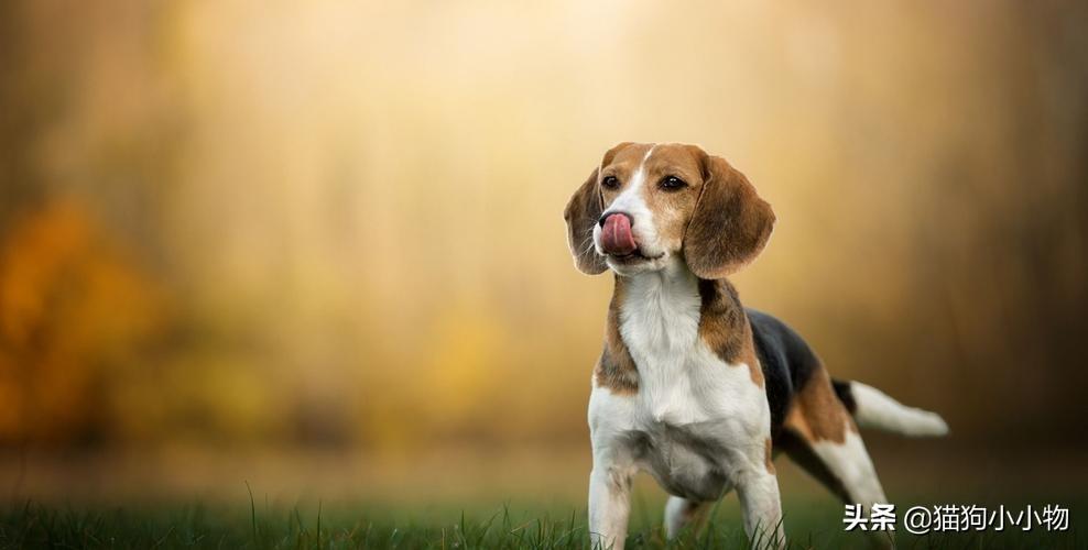 比格犬优缺点有哪些（比格犬优点和缺点分析）(图8)