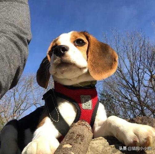 比格犬优缺点有哪些（比格犬优点和缺点分析）(图10)