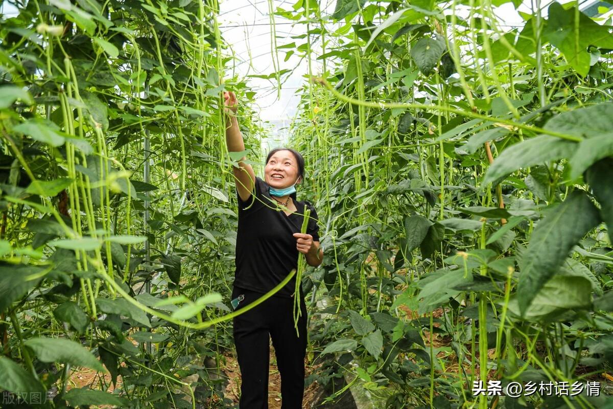 豆角施什么肥高产（种植豆角用什么肥料效果好）(图2)