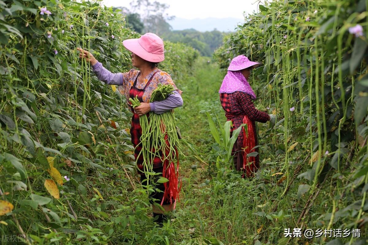 豆角施什么肥高产（种植豆角用什么肥料效果好）(图4)