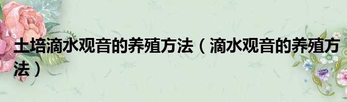 土培滴水观音的养殖方法（滴水观音的养殖方法）