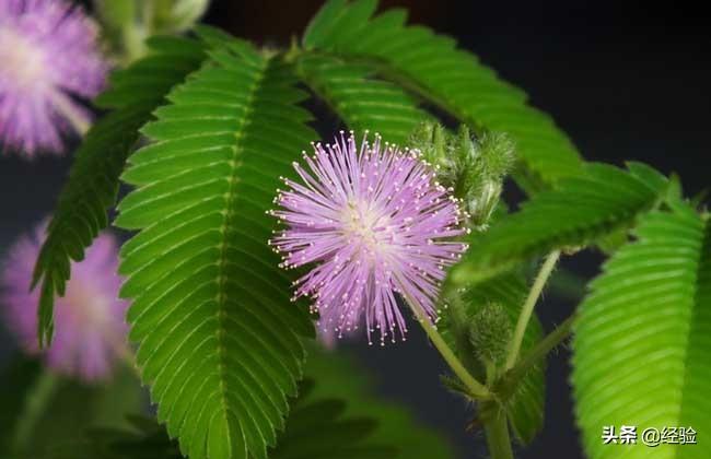 含羞草植物的特点有哪些（含羞草有哪些特点和用处）(图1)