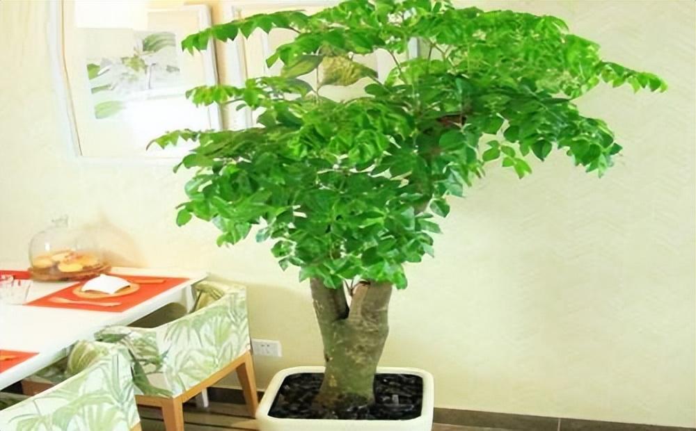 适合家养的木本植物花卉大全（木本植物有哪些种类）(图10)