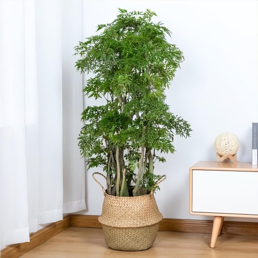 适合家养的木本植物花卉大全（木本植物有哪些种类）(图11)