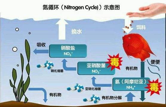 鱼塘如何降亚硝酸盐（鱼塘亚硝酸盐过高怎么处理）(图2)