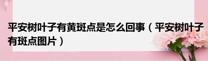 平安树叶子有黄斑点是怎么回事（平安树叶子有斑点图片）