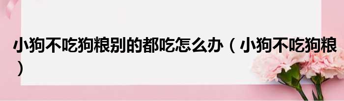 小狗不吃狗粮别的都吃怎么办（小狗不吃狗粮）