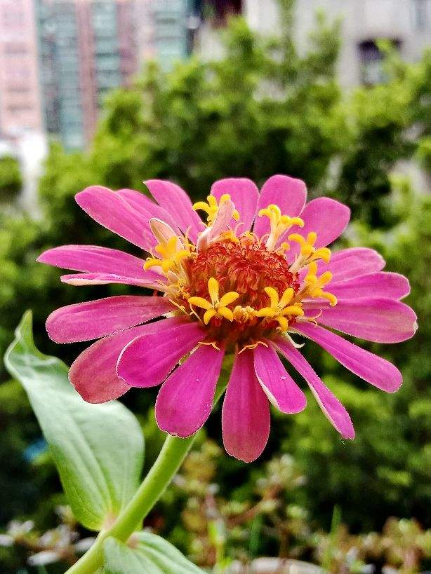 喜欢养花花草草的女人啥性格（喜欢花花草草的女人是什么样的人）(图7)