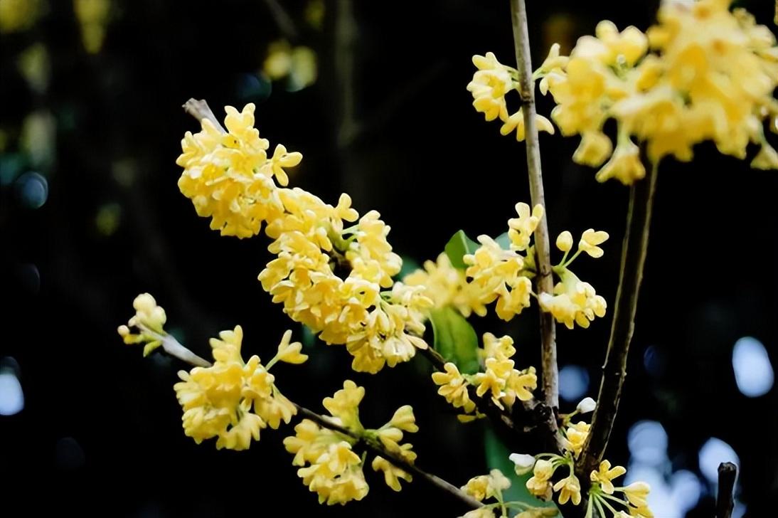 桂花种植多久开花（桂花树有公母之分吗）(图1)