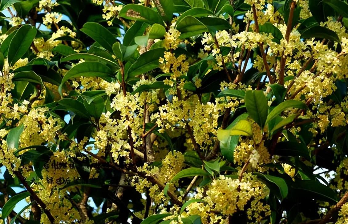 桂花种植多久开花（桂花树有公母之分吗）(图3)