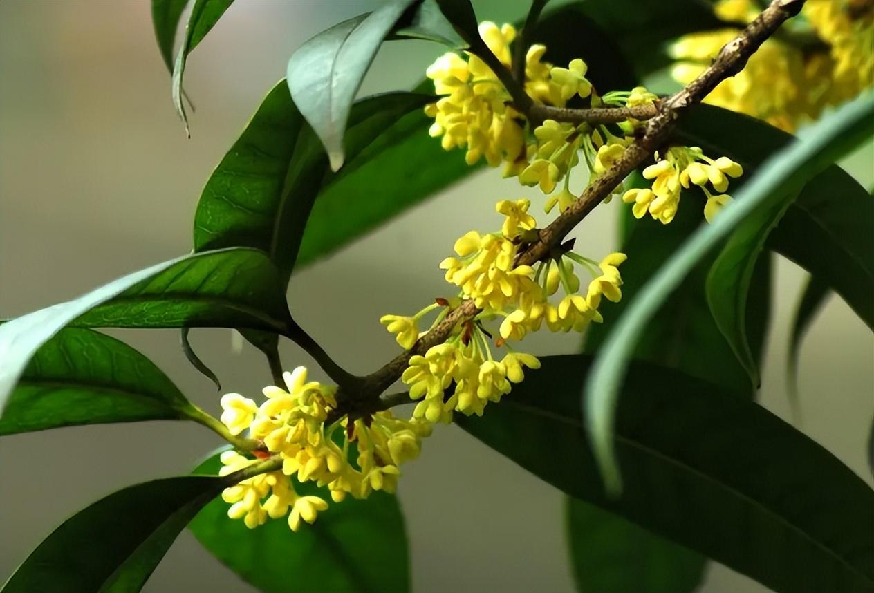 桂花种植多久开花（桂花树有公母之分吗）(图5)