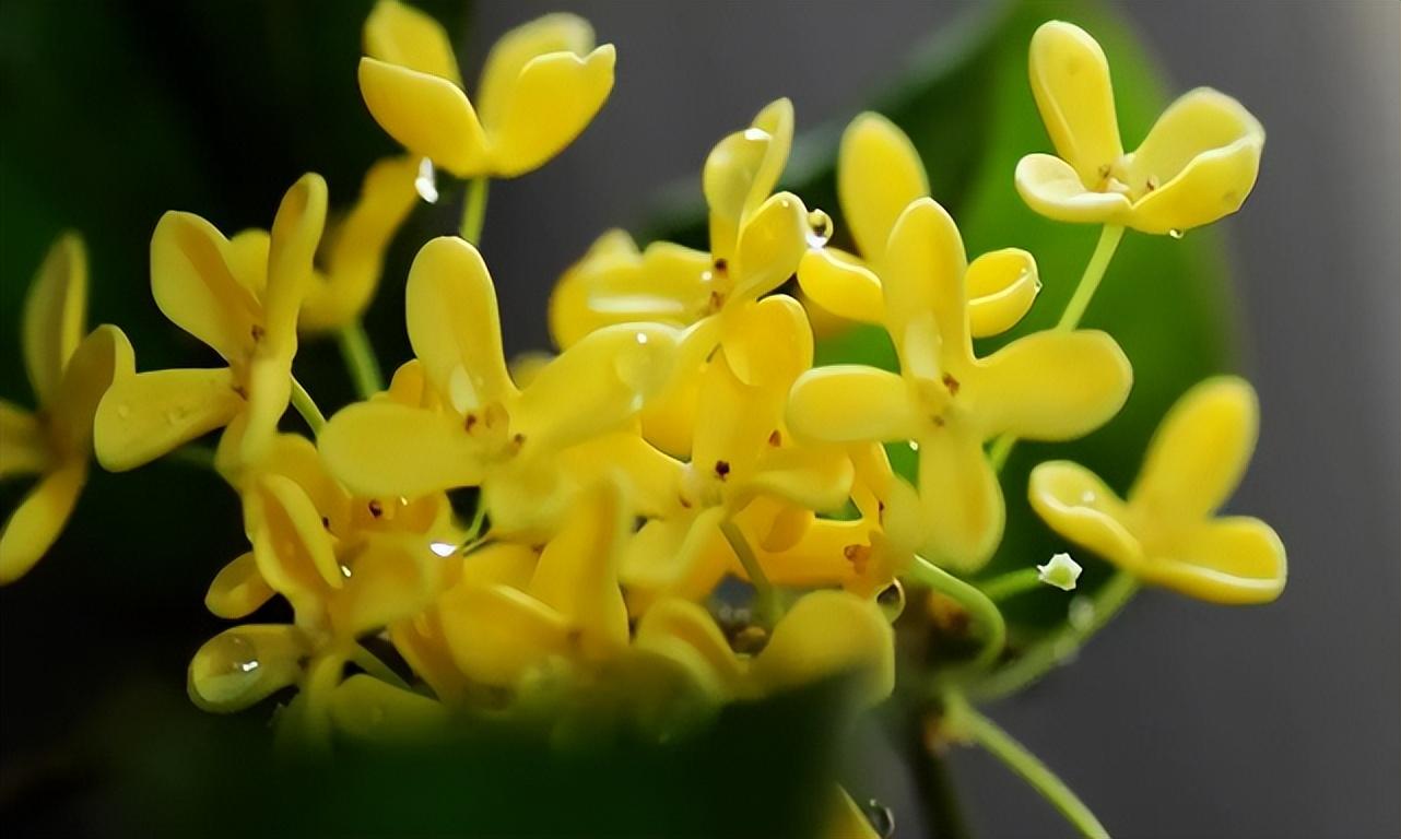 桂花种植多久开花（桂花树有公母之分吗）(图6)