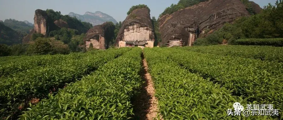 岩茶生长在什么地方（什么是岩茶）(图1)