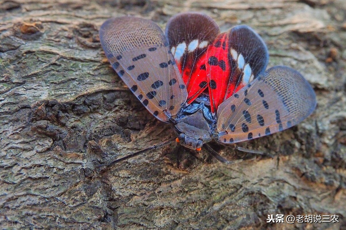 俗称花大姐的虫子叫什么名字（花大姐是什么昆虫）(图2)