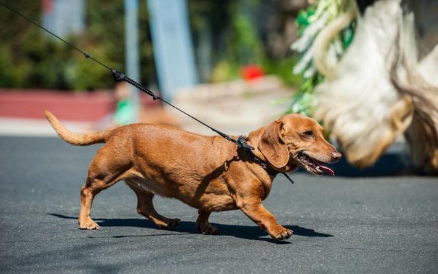 为啥养腊肠犬的越来越少（腊肠犬为什么禁养）(图3)