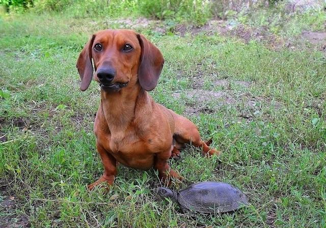 为啥养腊肠犬的越来越少（腊肠犬为什么禁养）(图5)