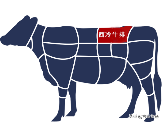 做牛排最好的肉哪个部位（牛排肉是哪个部位的肉）(图9)