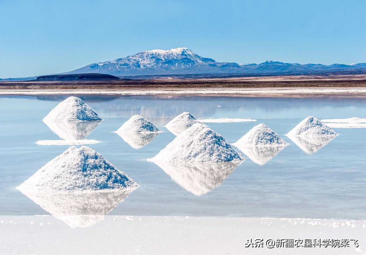 盐碱地改良有哪些措施（盐碱地的治理方式和原理）(图3)