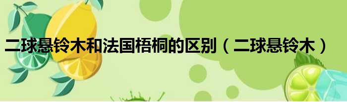 二球悬铃木和法国梧桐的区别（二球悬铃木）