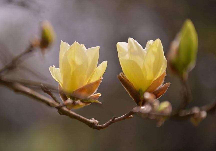 玉兰花又被称为鬼花是真的吗-（玉兰为什么称为鬼花）(图7)