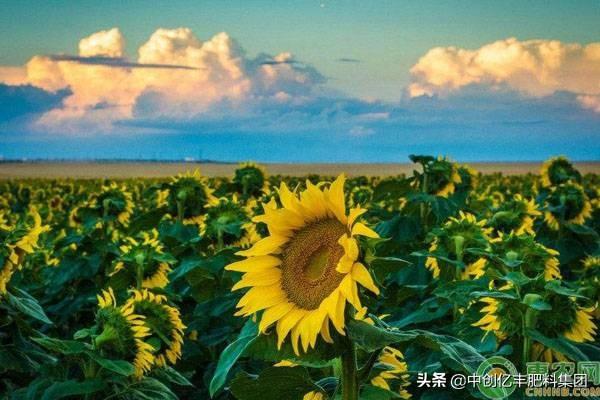 向日葵什么时候开花,花期多长（向日葵什么时候开花时间是几点）(图2)