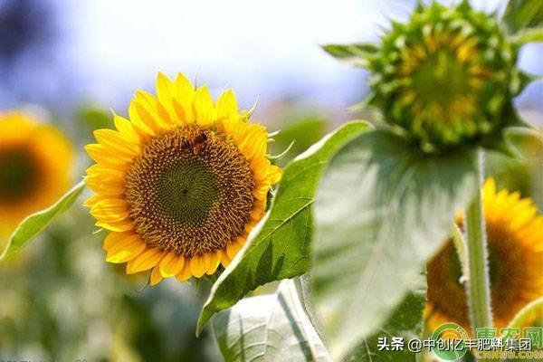 向日葵什么时候开花,花期多长（向日葵什么时候开花时间是几点）(图3)