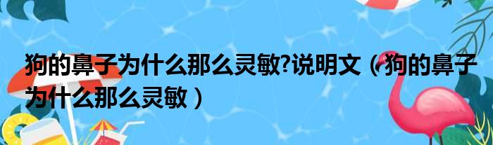 狗的鼻子为什么那么灵敏 说明文（狗的鼻子为什么那么灵敏）