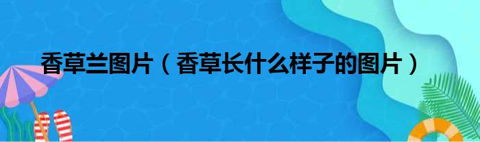 香草兰图片（香草长什么样子的图片）