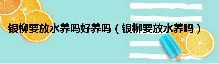 银柳要放水养吗好养吗（银柳要放水养吗）